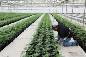 Medical Cannabis NSW
